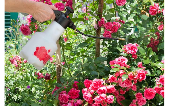 Image du produit Birchmeier Étoile de rose 1,25 (1.25 l)