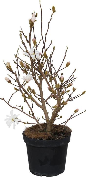 Produktbild Zulauf Stern-Magnolie / Magnolia stellata (80 cm)