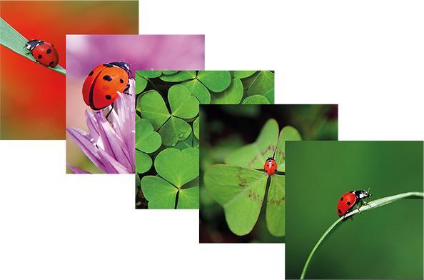 Actual product image Card box - happiness (5 pcs.)