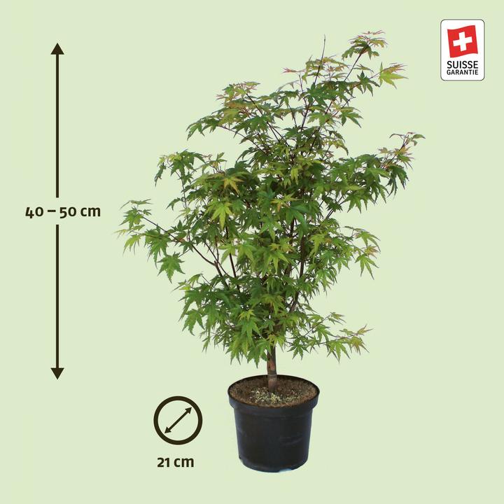 Actual product image Zulauf Japames Maple (50 cm)