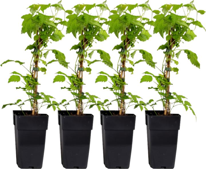 Immagine prodotto Plant in a Box Rubus idaeus Malling Promise - set di 2 piante di lamponi (50 cm)