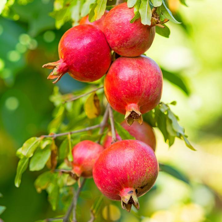 Actual product image Plant in a Box Punica Granatum - 3er Set Granatapfelbaum (25 cm)