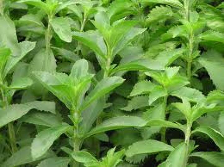 Image du produit Tropica KR Stévia herbe douce (Germes)