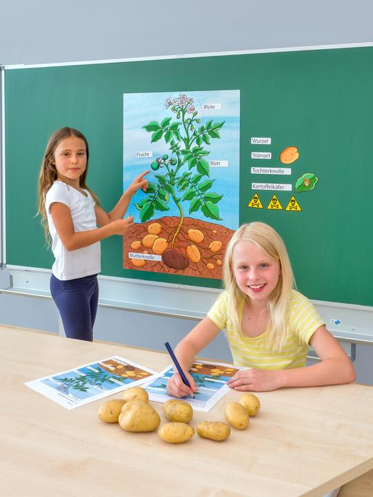 Produktbild Betzold Die Kartoffelpflanze