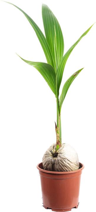Produktbild Flowerbox Kokospalme - Cocos nucifera (80 cm)