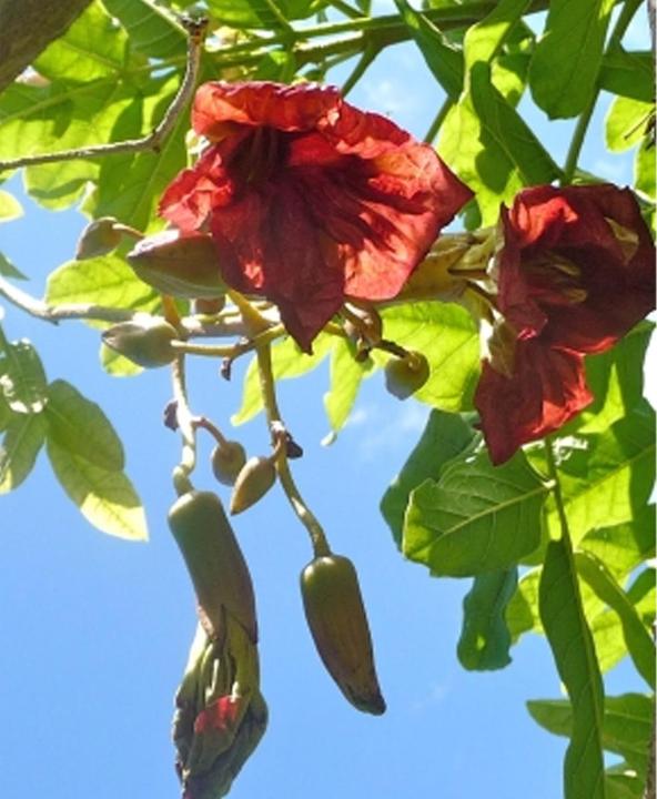 Immagine prodotto Tropica Albero delle salsicce di fegato Kigelia Africana syn.K. Pinnata (Semi di piante)