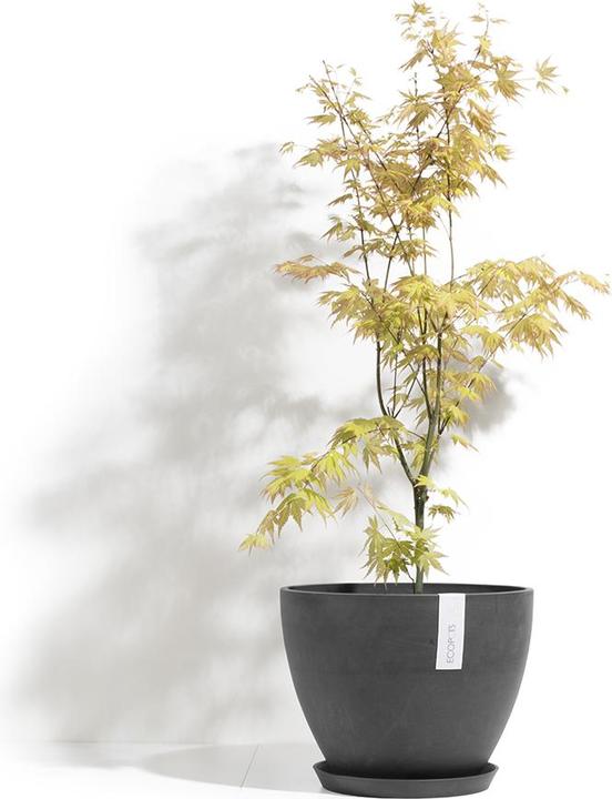 Actual product image Ecopots Antwerp (50 cm)