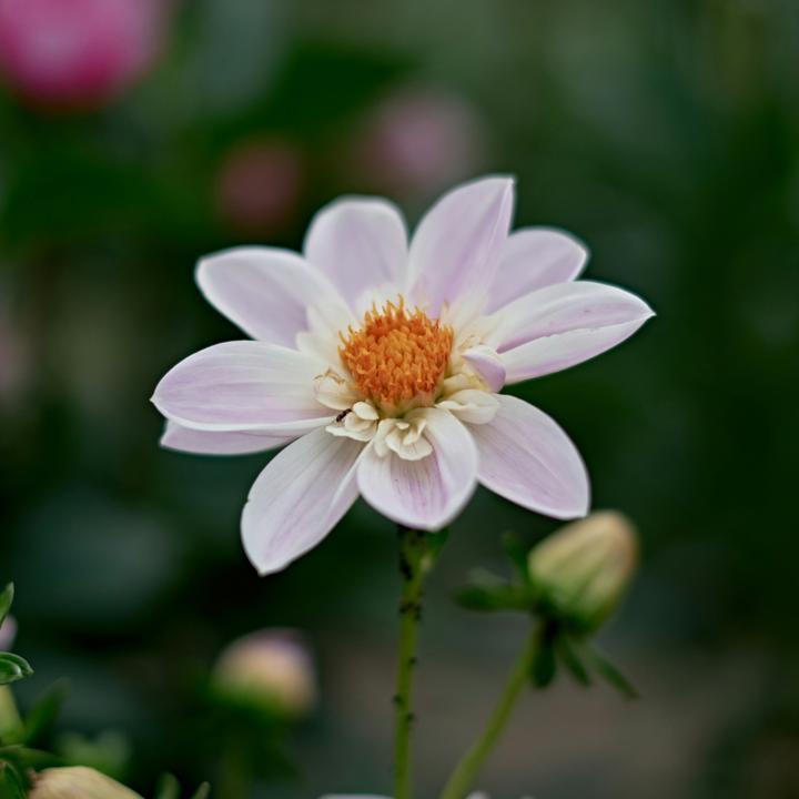 Produktbild Plant in a Box Dahlia - 6er Mischung Dahlien (10 cm)