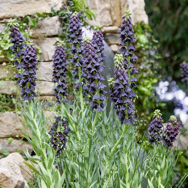 Produktbild Säntispracht Die imposante PersischeKaiserkrone - Fritillaria persica (120 cm)