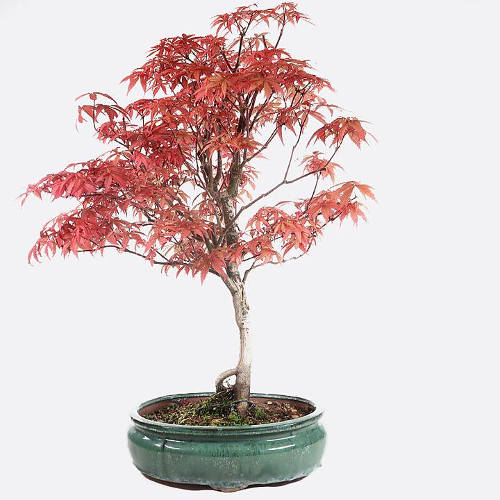 Actual product image Bonsai.ch Acer atropurpureum