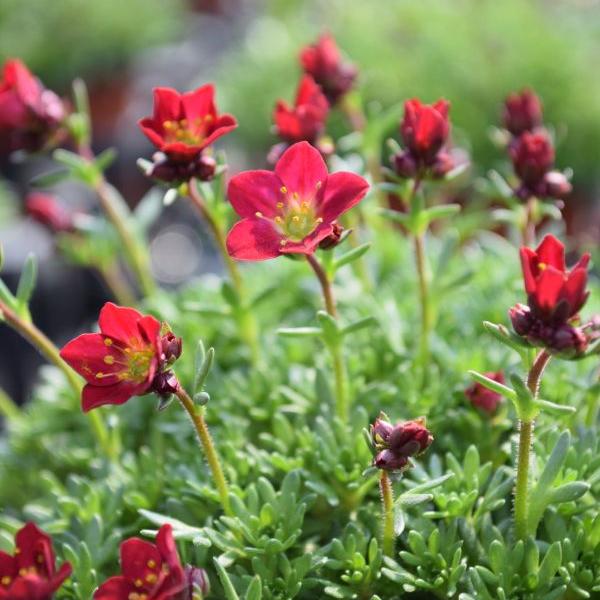 Produktbild Säntispracht 6 er Set, Der rotblühender Moos-Steinbrech - Saxifraga x arendsii Peter Pan Rot