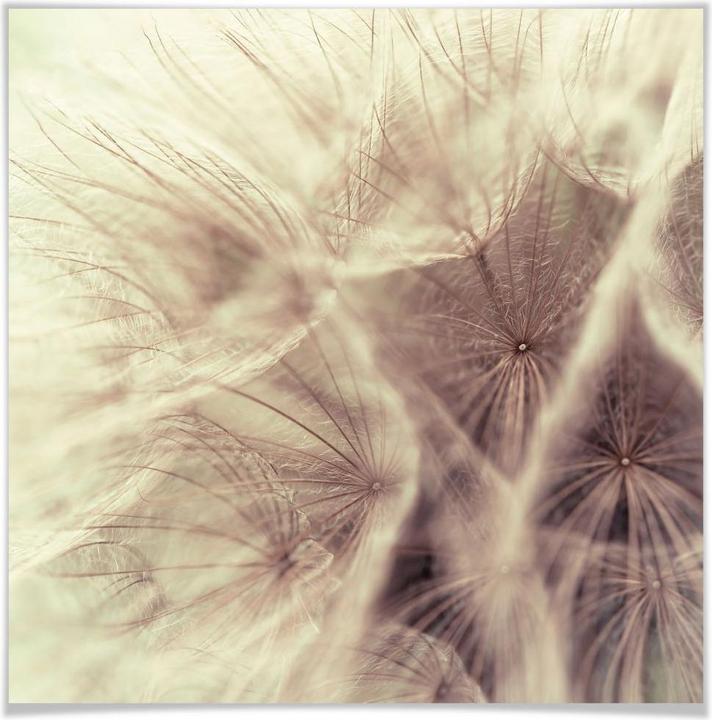 Produktbild Trenddeko Pusteblume Close Up (40 x 40 cm)