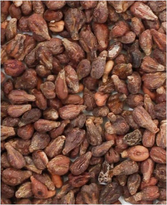 Actual product image I Am Creative Grape seeds