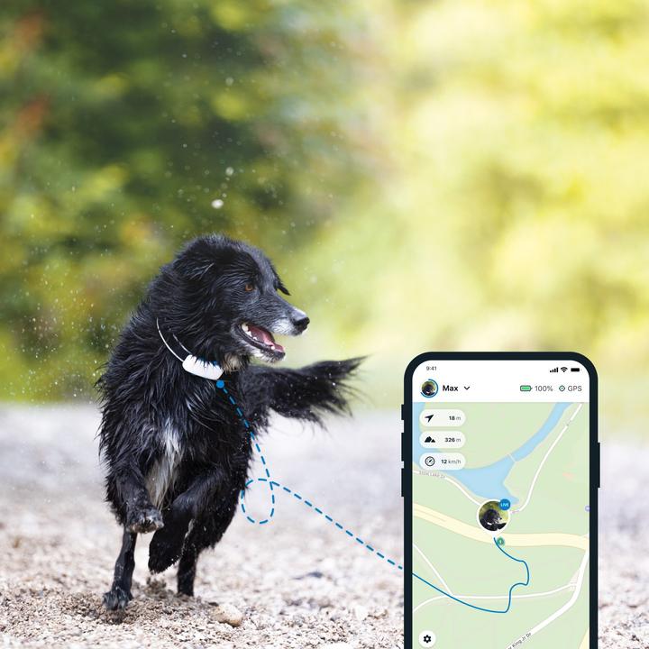 Produktbild Tractive Dog 4 GPS Tracker für Hunde (One Size, Hund, Allgemein)