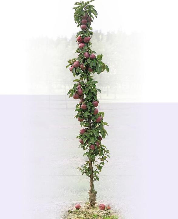 Actual product image Lubera Malini Subito crab apple