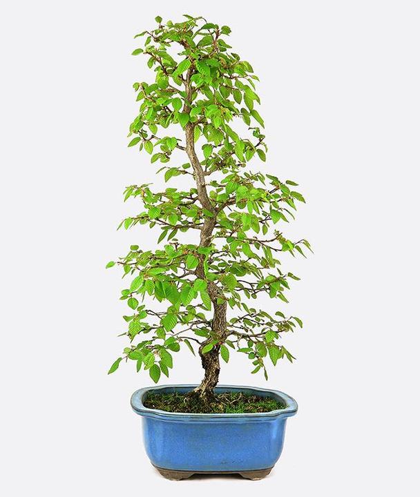 Produktbild Bonsai.ch Carpinus Hainbuche (23 cm)