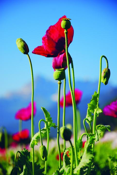 Actual product image Zollinger Bio Poppy, crimson (annual) (Seedlings)