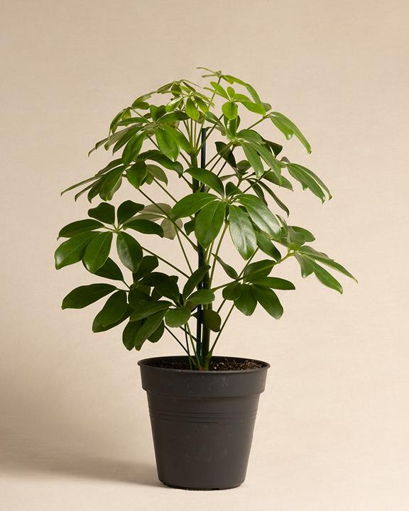 feey Schefflera (55 cm, Freshly repotted)