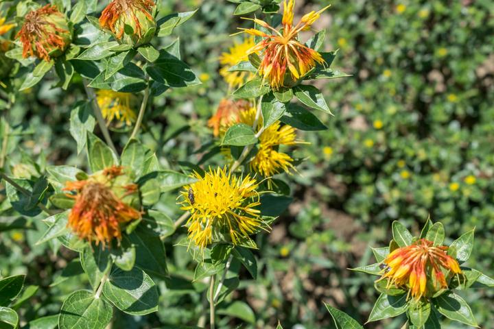 Produktbild Living Seeds Färberdistel (Blumensamen)
