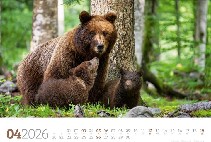 Actual product image Tierwelt Wald Kalender 2026 (45 x 33 cm, Hardcover, German)