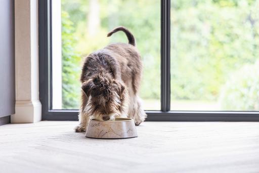 Immagine prodotto Designed by Lotte Ciotola per cani Meis (0.16 l)