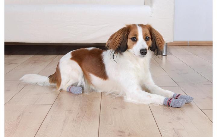 Actual product image Trixie Dog socks (XS, S, Dog socks)
