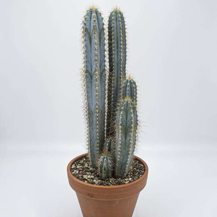 Produktbild Kakteen Gautschi Pilosocereus azureus Gruppe (40 cm)