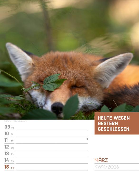 Produktbild Tierisch! Sprüchekalender - Wochenplaner Kalender 2026 (25 x 33 cm, Deutsch)