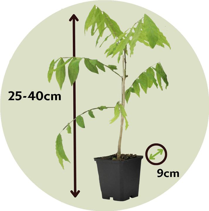 Produktbild Plant in a Box Wisteria sinensis - 6er Set Blauregen (25 cm)