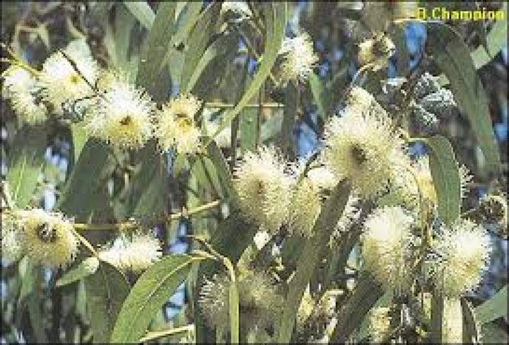 Image du produit Tropica Eucalyptus (Graines de plantes)