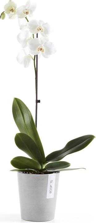 Actual product image Ecopots Morinda (14 cm)