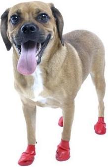 Produktbild Pawz Pfotenschutz (XL, Hundeschuhe)