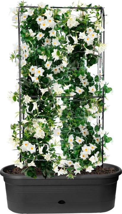 Immagine prodotto Elho Green Basics (78 cm)