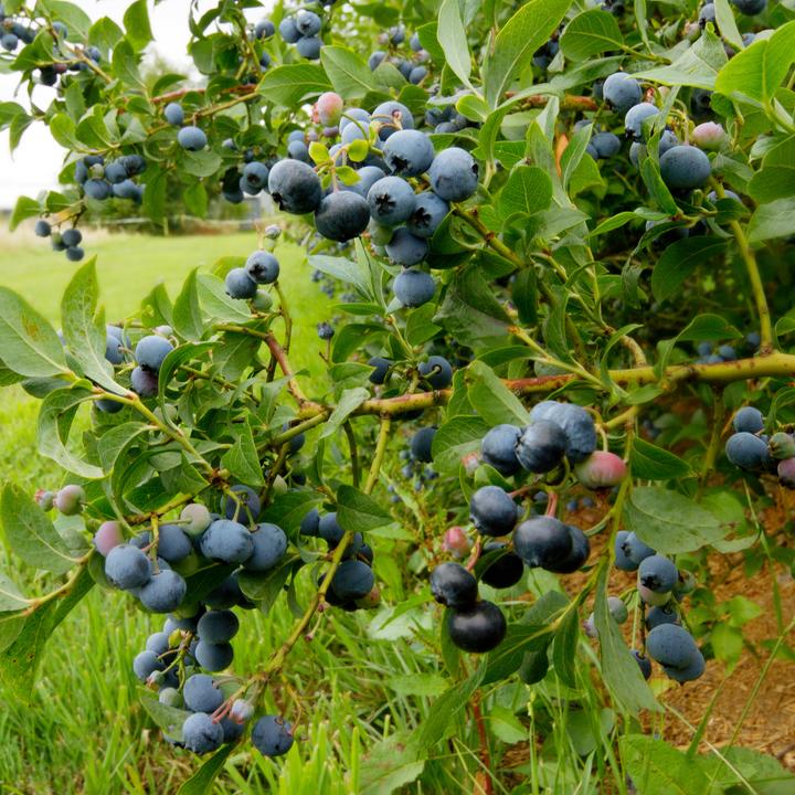 Actual product image Plant in a Box Vaccinium corymbosum 'Sunshine Blue' - 3er Set Blaubeere (25 cm)