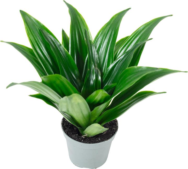 Produktbild Flowerbox Drachenbaum Janet Craig - Dracaena Deremensis Janet Craig (15 cm)