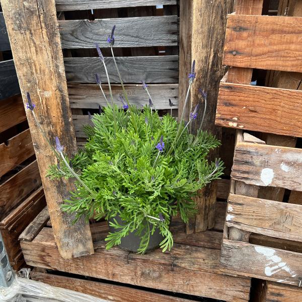 Immagine prodotto Säntispracht La Lavanda Canaria - Lavendula 'pinnata' (80 cm)