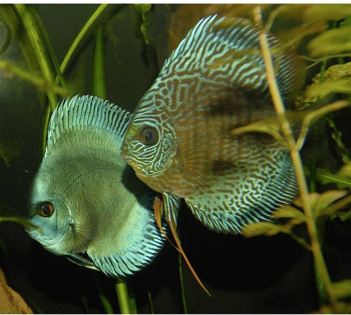 Produktbild Tru Components Aquariumlicht für Tiefwasser (Blau, Neutralweiss, 18 cm, Indoor)