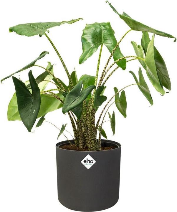 Image du produit Elho b.for soft (18.30 cm)