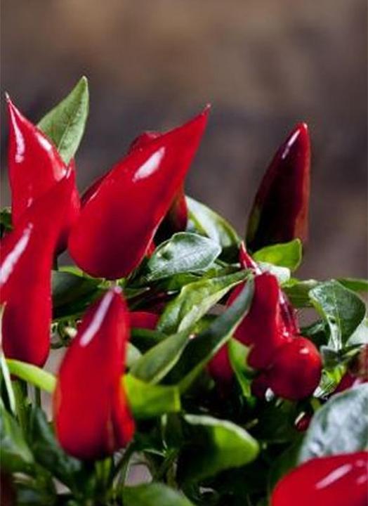 Produktbild Tropica Chili - Birds-Eye ( Capsicum frutescens ) (Keimlinge)