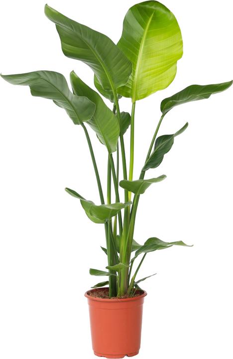 Plant in a Box Strelitzia Nicolai - Paradiesvogelblume (110 cm)