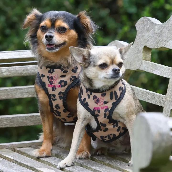 Produktbild Digby & Fox Hundegeschirr mit Leopardenmuster (S, Hund, Allgemein)