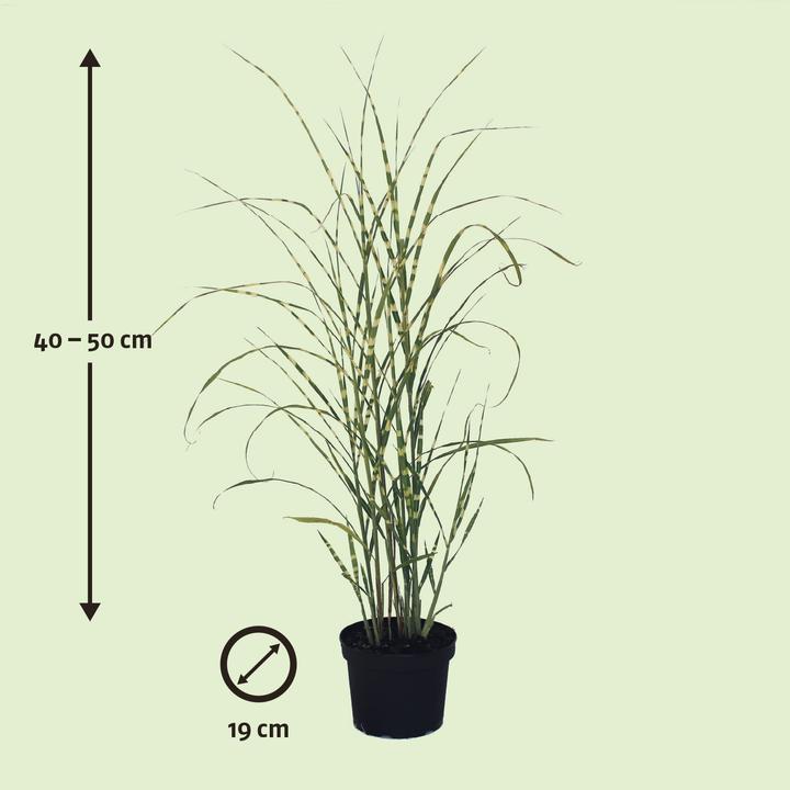 Actual product image Zulauf Maiden grass (40 cm)
