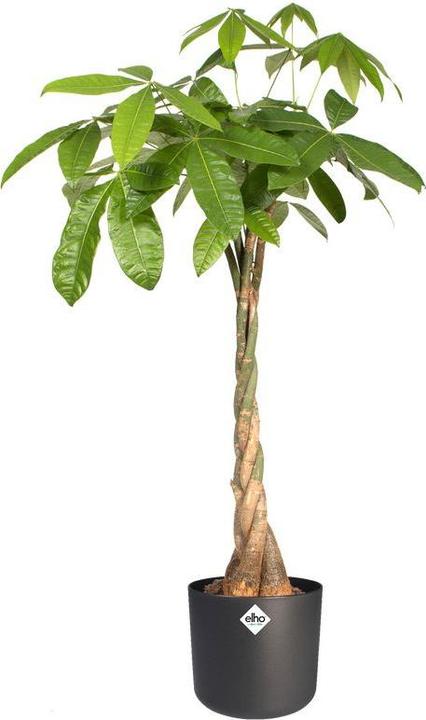 Image du produit Elho b.for soft (18.30 cm)