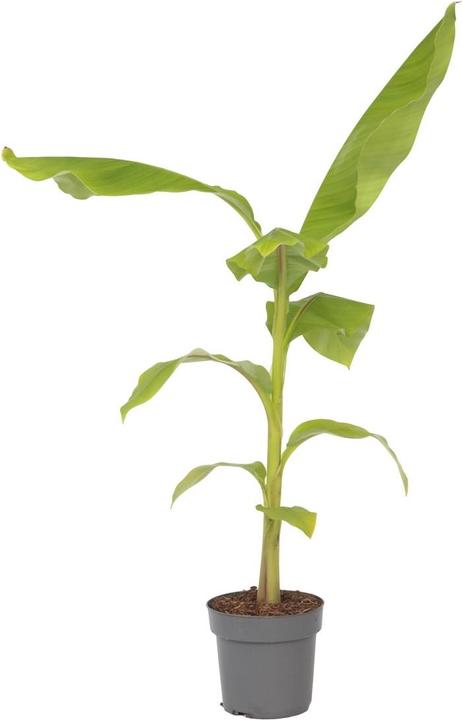 Plant in a Box Musa Basjoo - Bananenpflanzen (55 cm)