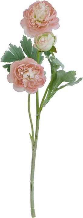 Rosa/Verde
