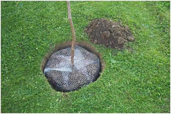 Produktbild Kerbl Wühlmauskorb unverzinkt, gross, 60 cm