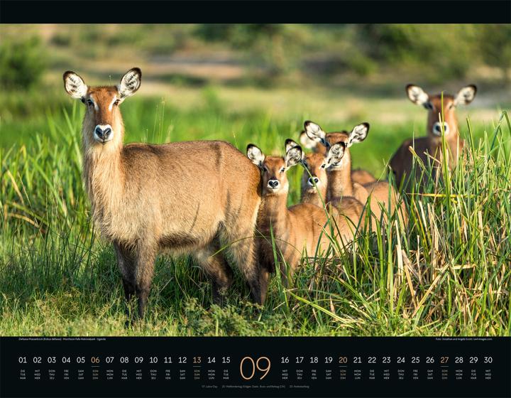 Immagine prodotto Wildes Afrika Kalender 2026 (54 x 42 cm, Copertina rigida, Inglese, Francese, Tedesco)