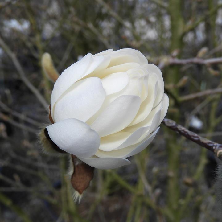 Produktbild Zulauf Stern-Magnolie / Magnolia stellata (125 cm)