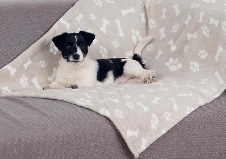 Actual product image Trixie Kenny (Dog)