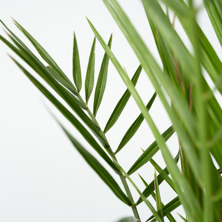 Immagine prodotto Plant in a Box Phoenix canariensis (80 cm)